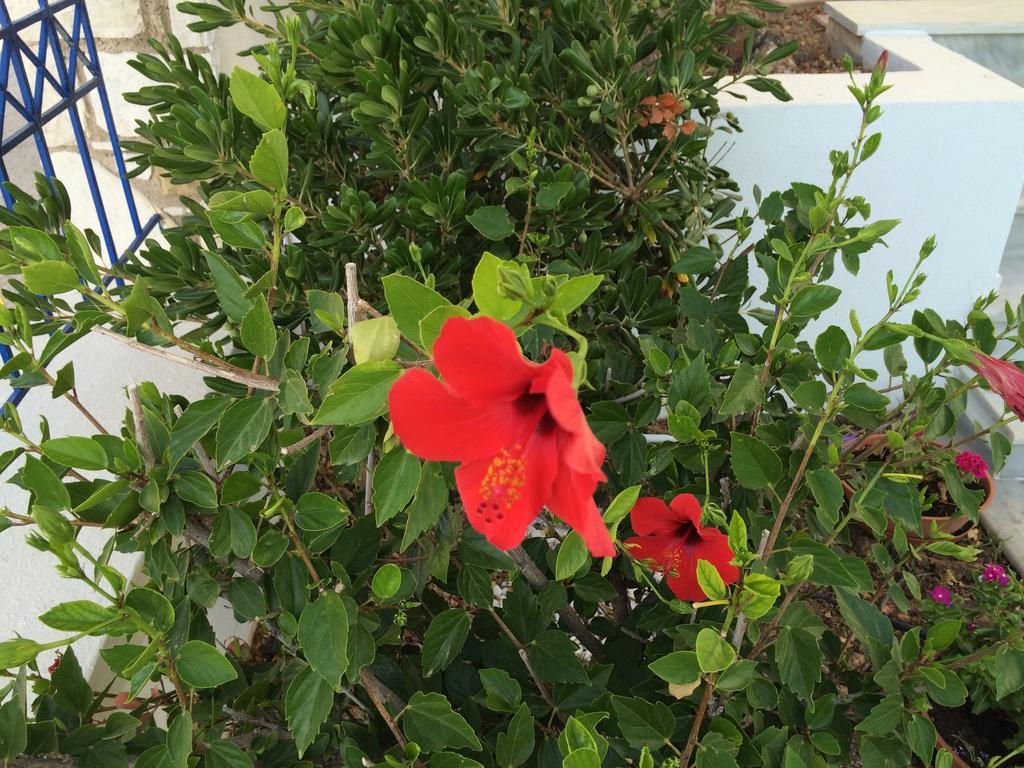 Sea Breeze Apartments Chios Monolia Exterior foto